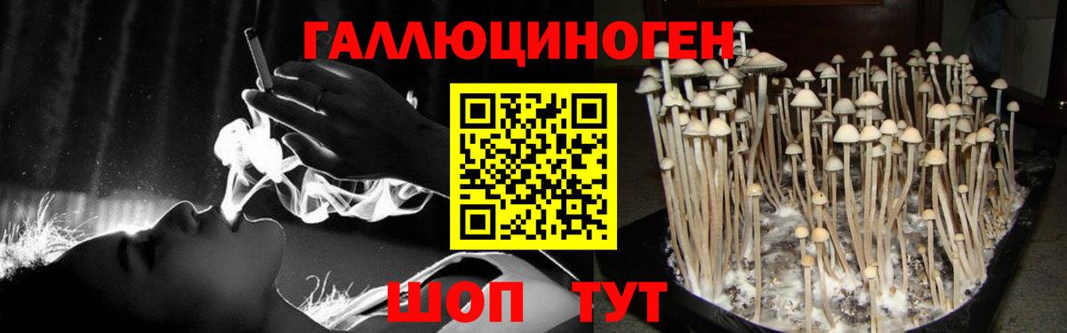 Псилоцибиновые грибы Cubensis Прохладный